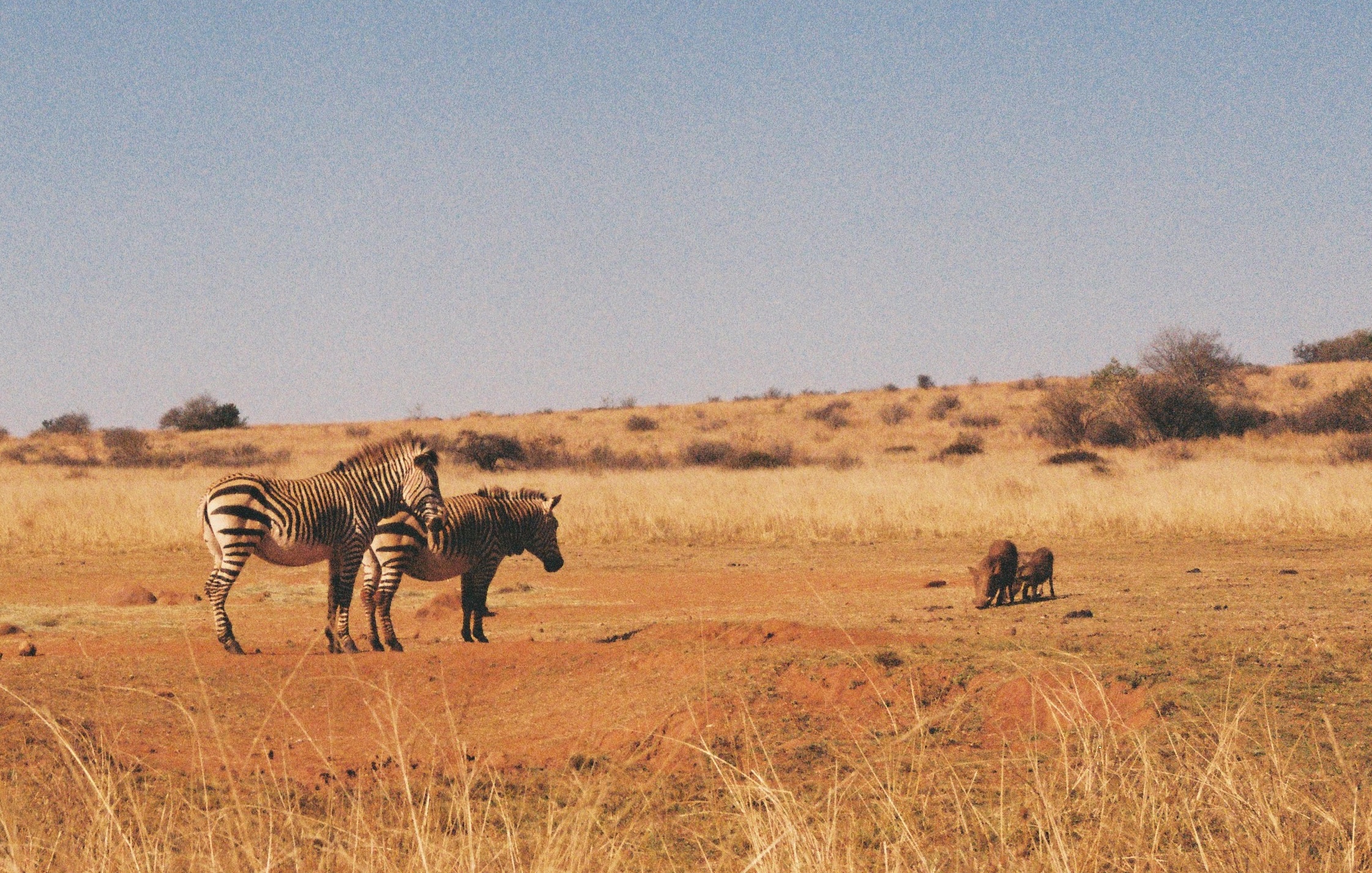 Falling back in love with film photography: Pentax MX